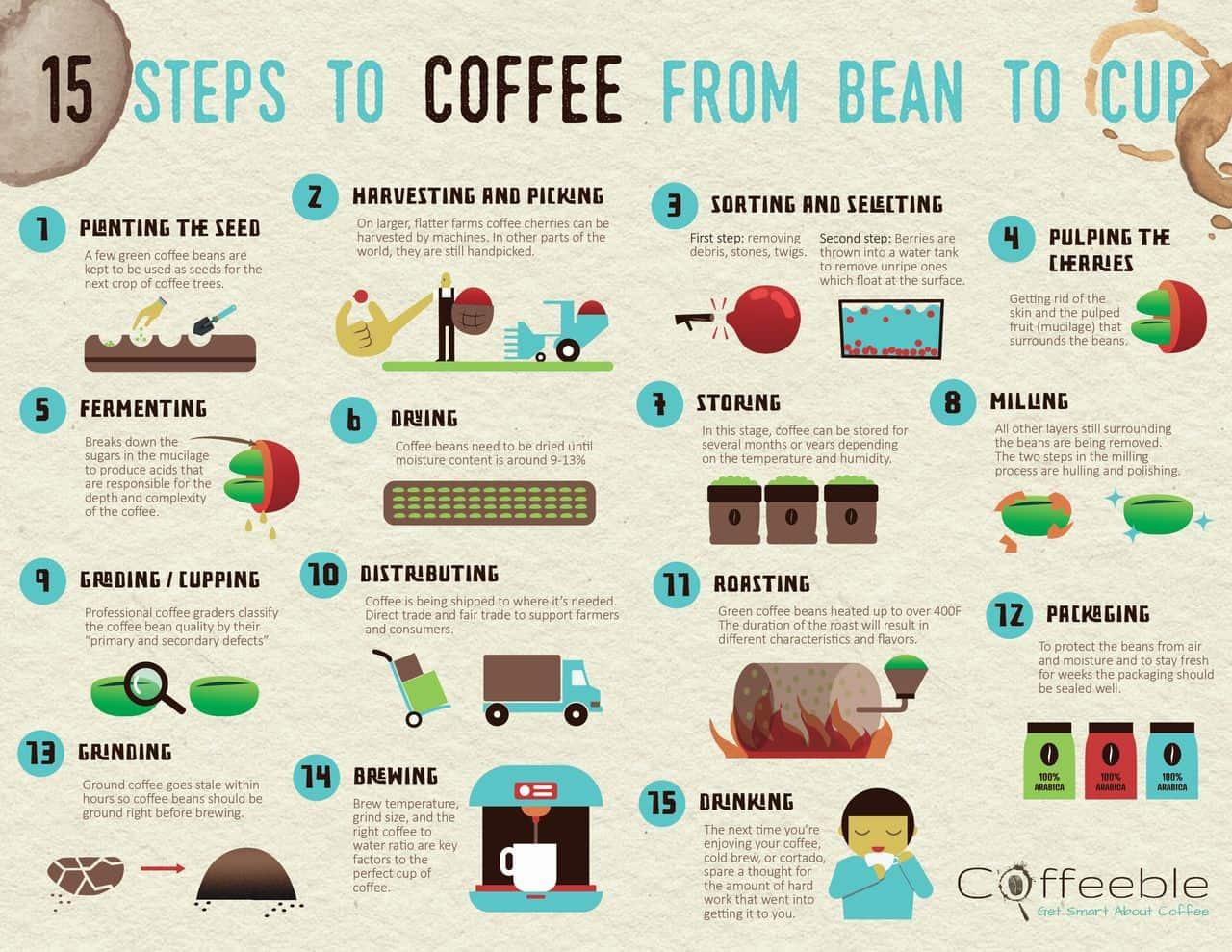 15-steps-to-coffee-from-seed-to-cup-infographic-large-1-514d38.jpg