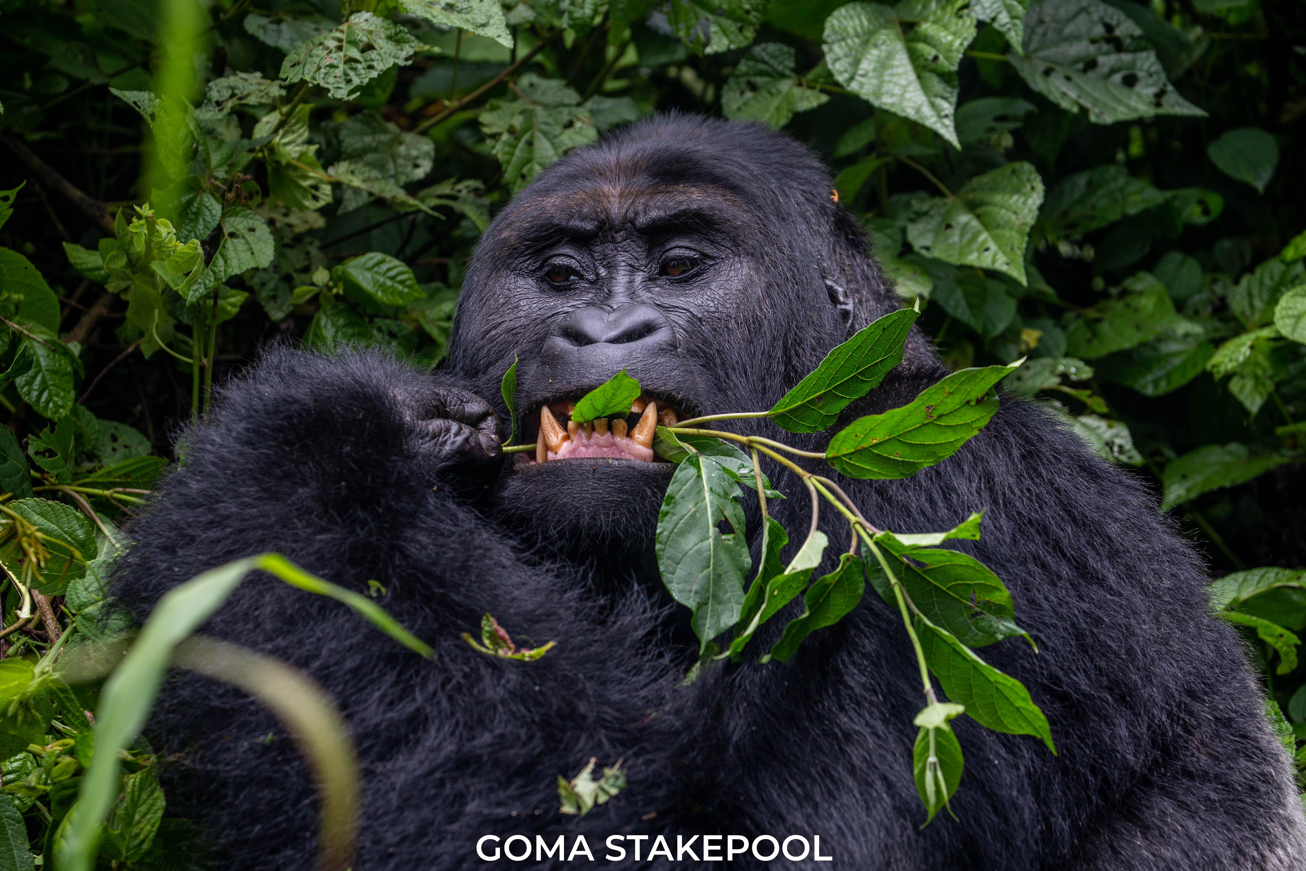 Nnbanga, silverback of Kahuzi-biega national park